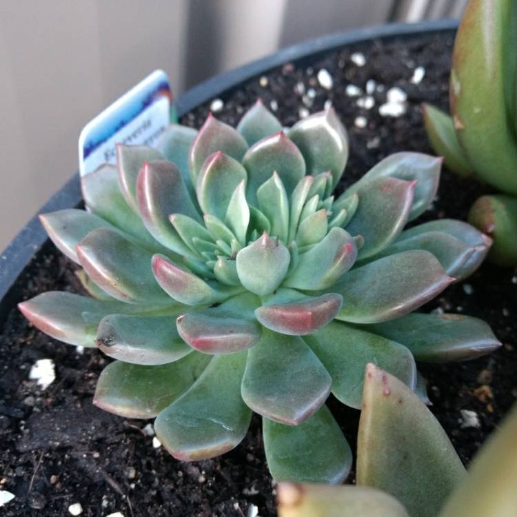 Plant image Echeveria Copper Canyon