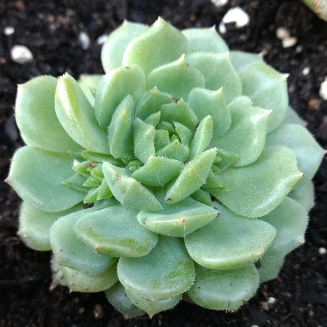 Plant image Echeveria Derosa