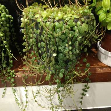 Peperomia prostrata