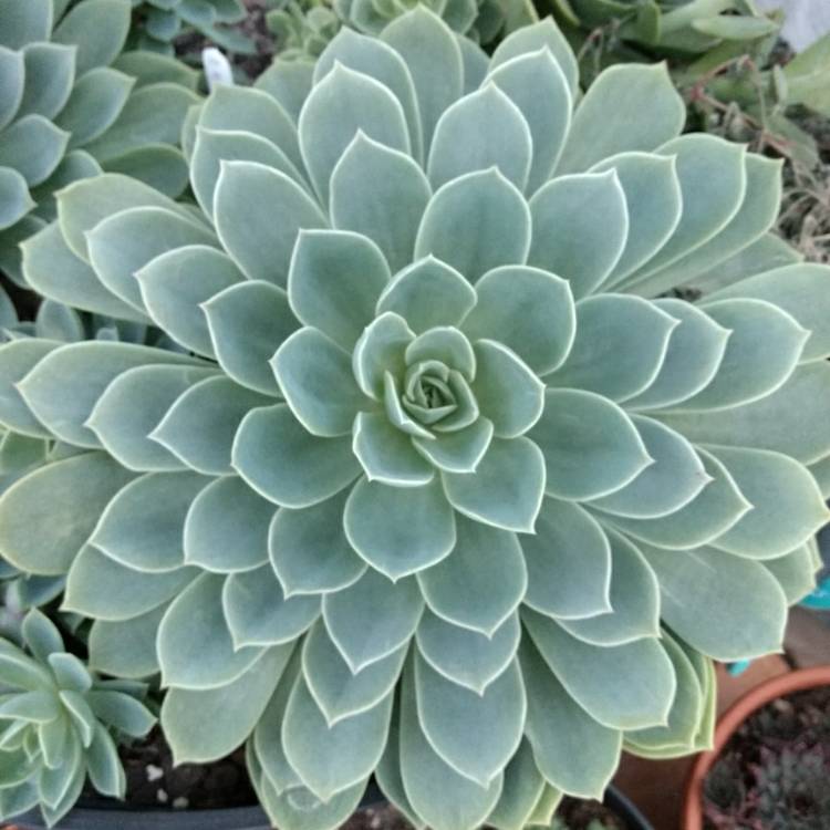 Plant image Echeveria Coolvue