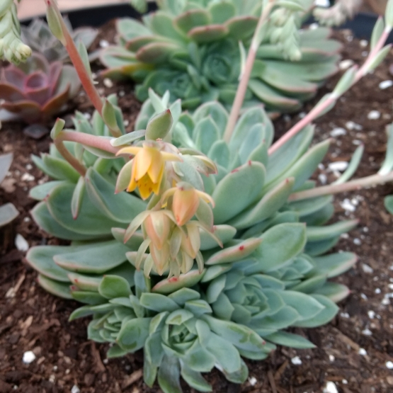 Plant image Echeveria Acacia Ponds