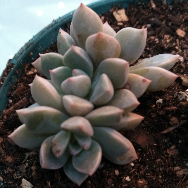 Plant image Echeveria Subcorymbosa Lau 30