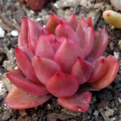 Plant image Echeveria Agavoides Frank Reinelt