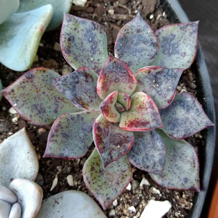 Plant image Echeveria Riga