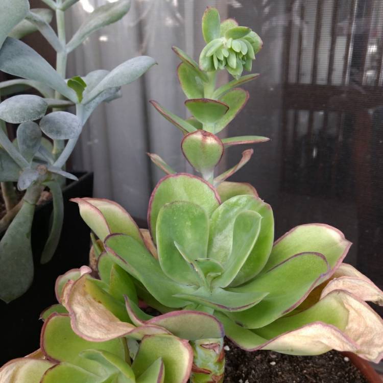 Plant image Echeveria Pallida