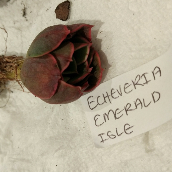 Plant image Echeveria Emerald Isle