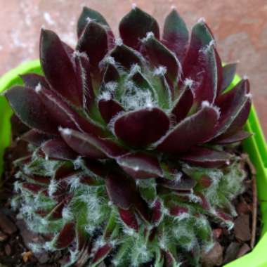 Sempervivum Winter Red