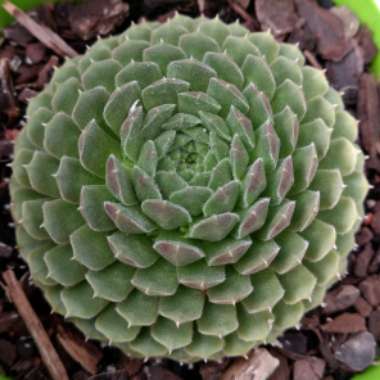 Sempervivum Pekinese