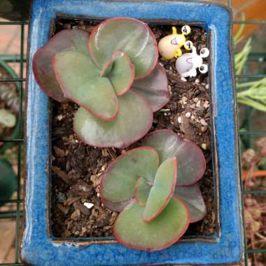 Echeveria Mauna Loa Pink Form