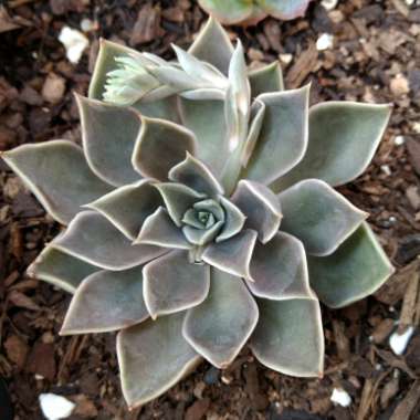 Echeveria Mensa