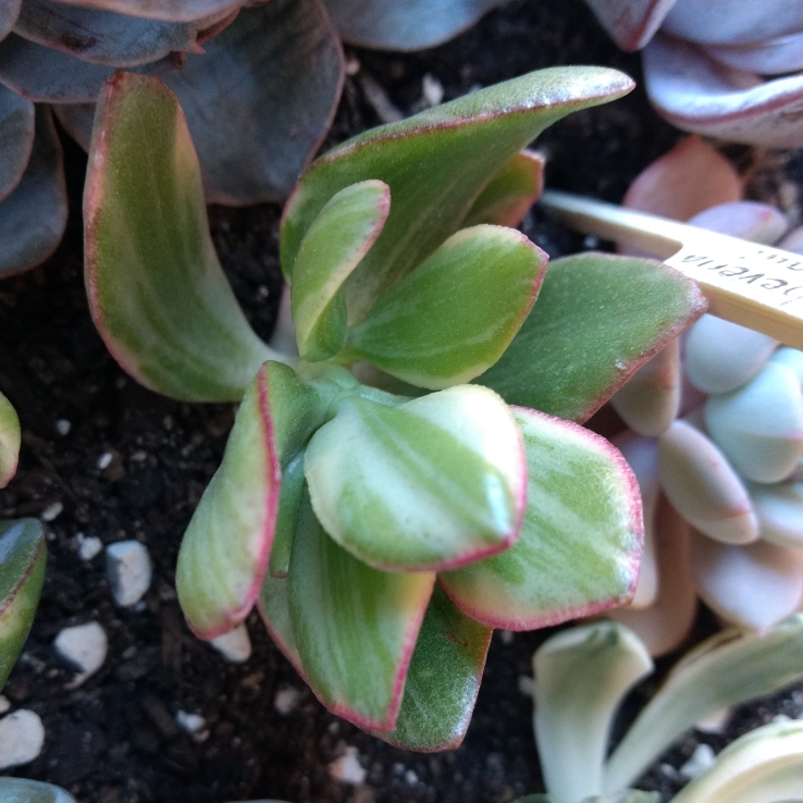 Plant image Crassula ovata 'Variegata'