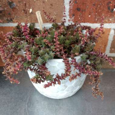 Crassula capitella subsp. thyrisflora 'Red Pagoda'