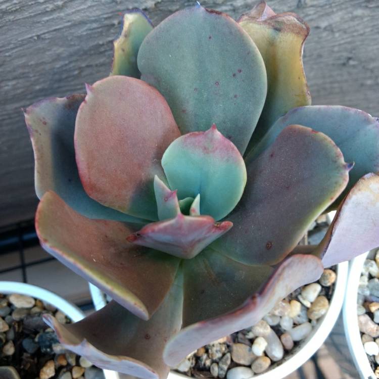 Plant image Echeveria Paul Bunyan