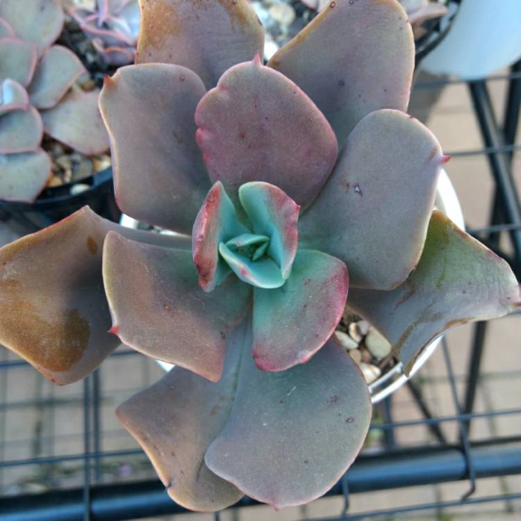 Plant image Echeveria Paul Bunyan