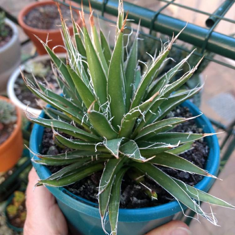 Plant image Agave Filifera