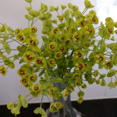 Euphorbia x martini 'Ascot Rainbow'