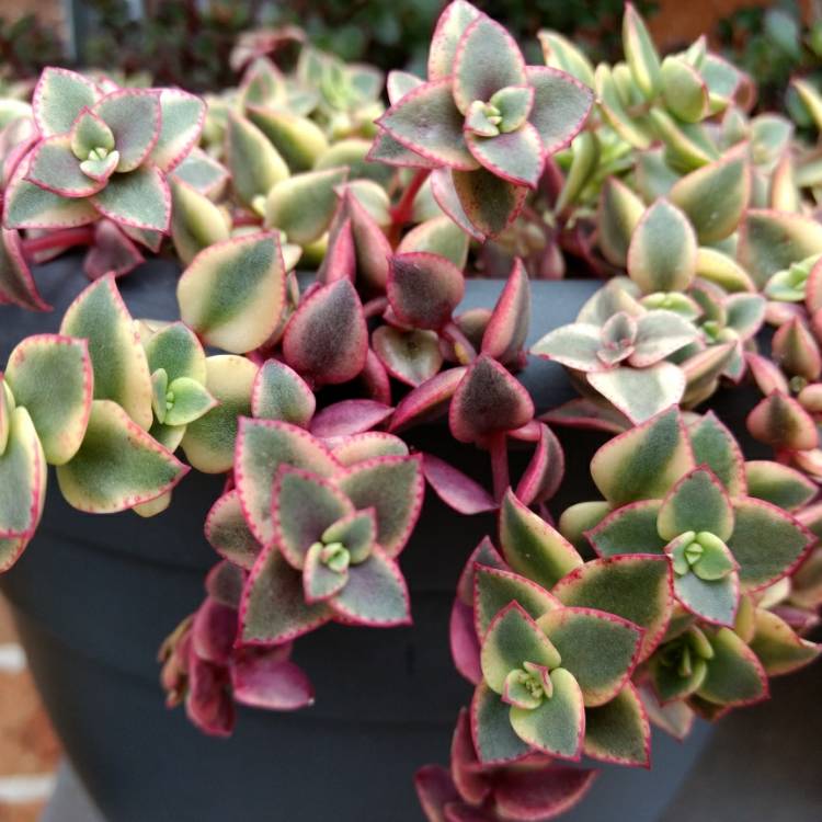 Plant image Crassula 'Isabella'