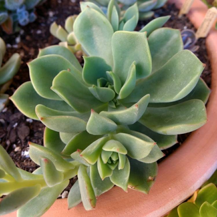 Plant image Echeveria Glow Sport