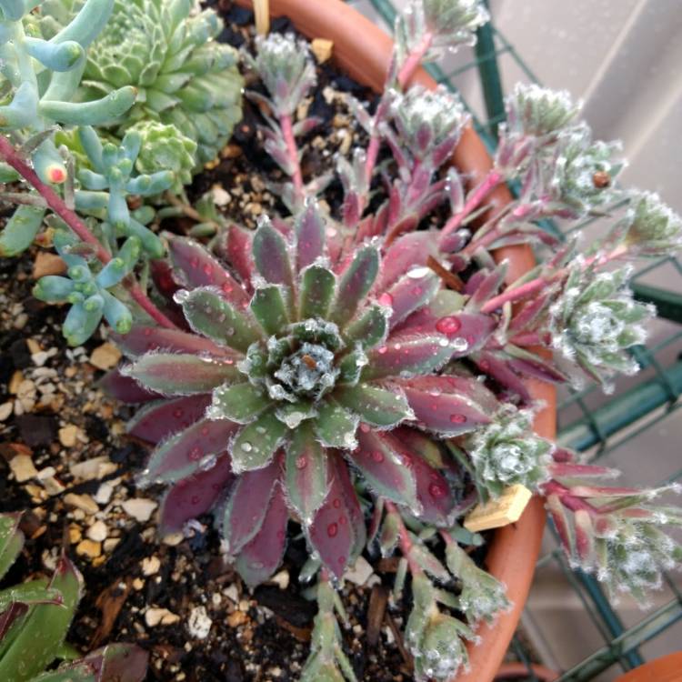 Plant image Sempervivum Winter Red