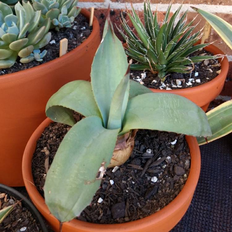 Plant image Agave parryi var. 'Truncata'