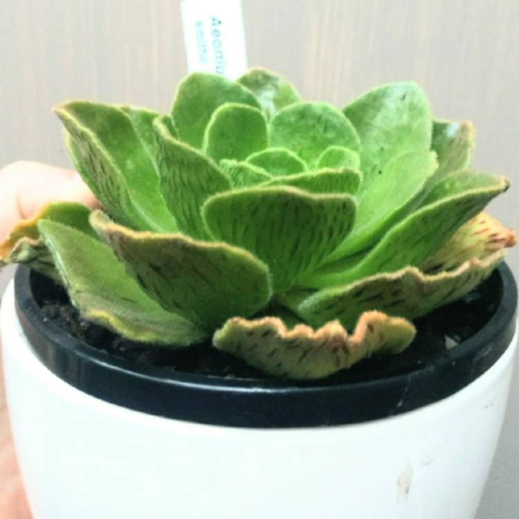 Plant image Aeonium Smithii Hybrid