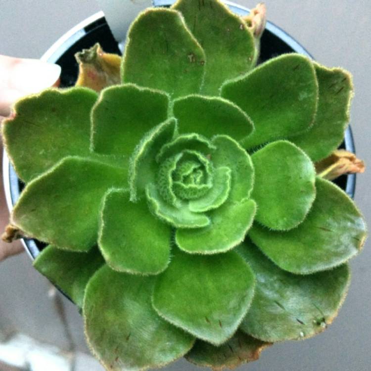 Plant image Aeonium Smithii Hybrid