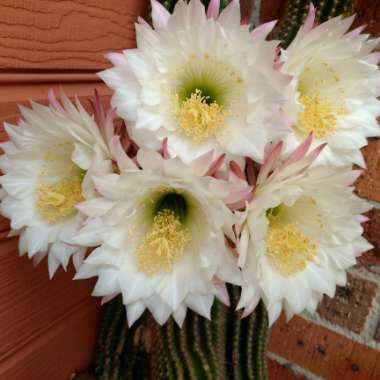 Echinopsis spachiana