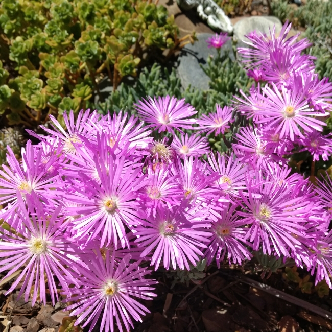 Plant image Mesembryanthemum bellidiformis 'Mauve Pigface' syn. Cleretum cuneifolium;Cleretum limpidum