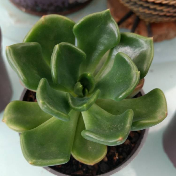 Plant image Echeveria Setosa var. Oteroi