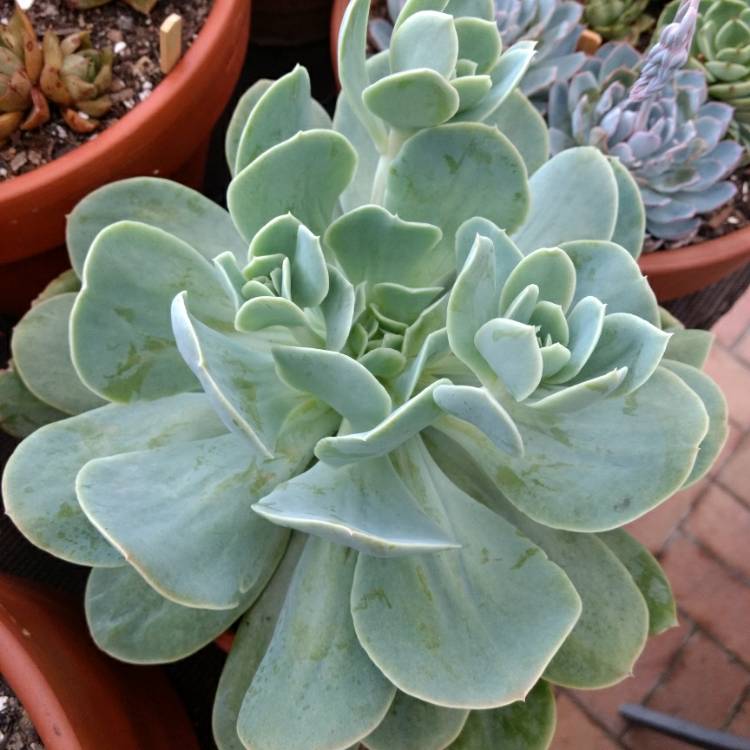 Plant image Echeveria Bladerunner