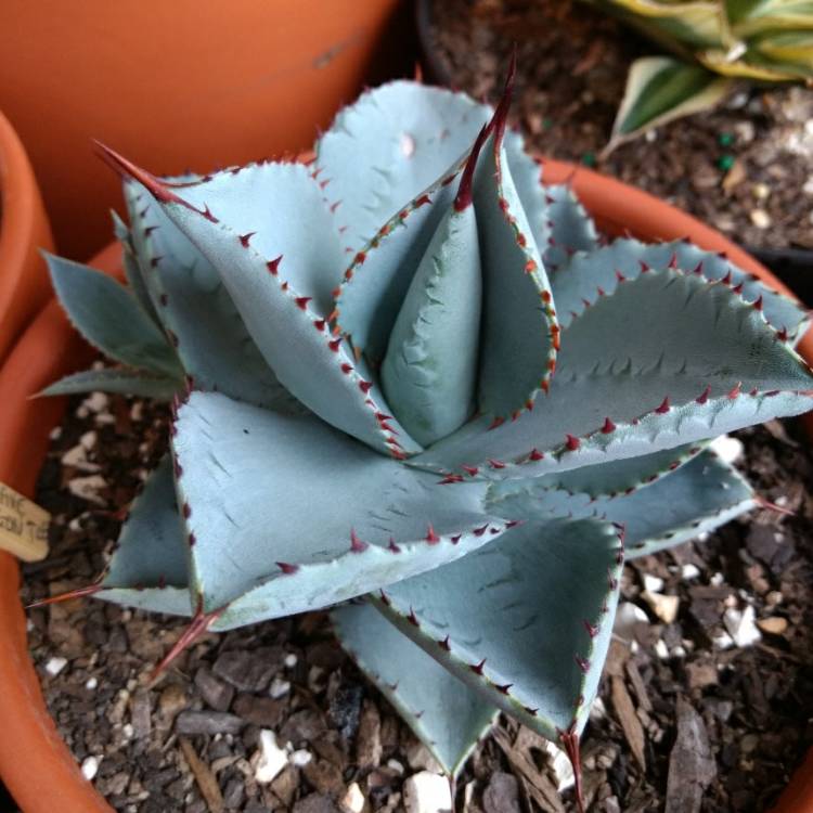 Plant image Agave Pygmae