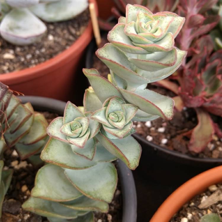 Plant image Crassula perforata variegata 'Jack In The Box'