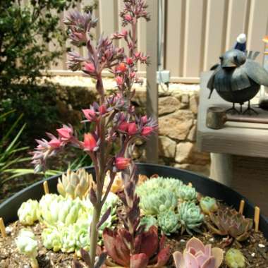 Echeveria Painted Frills