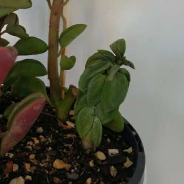 Peperomia columella