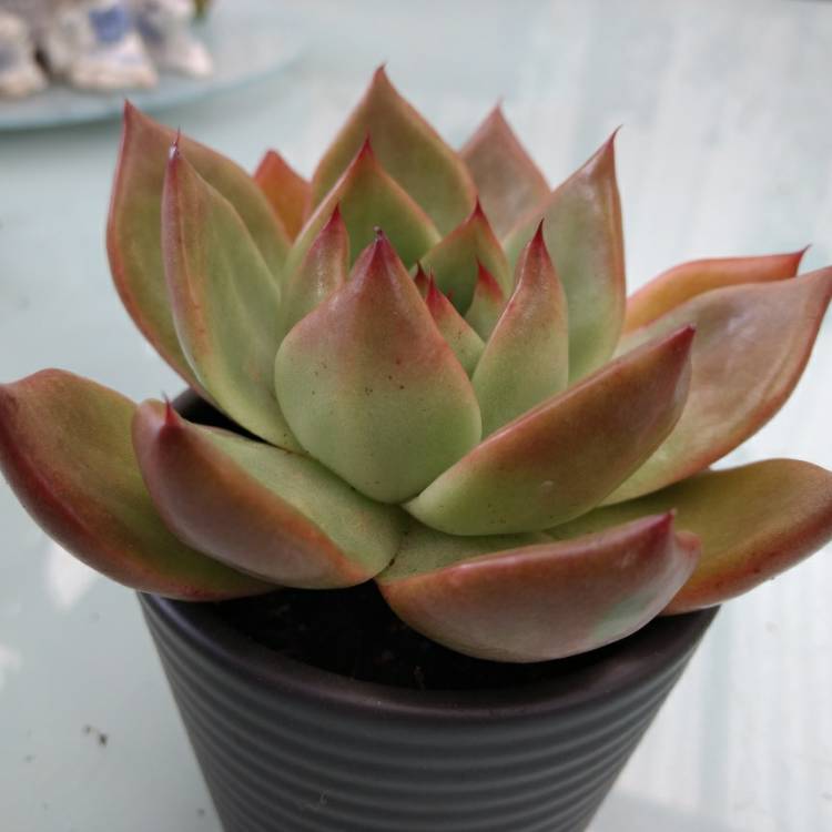 Plant image Echeveria Agavoides Amestro