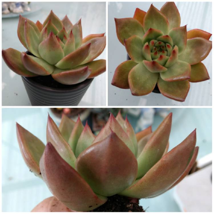 Plant image Echeveria Agavoides Amestro