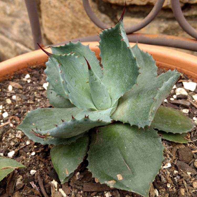 Plant image Agave Confederate Rose