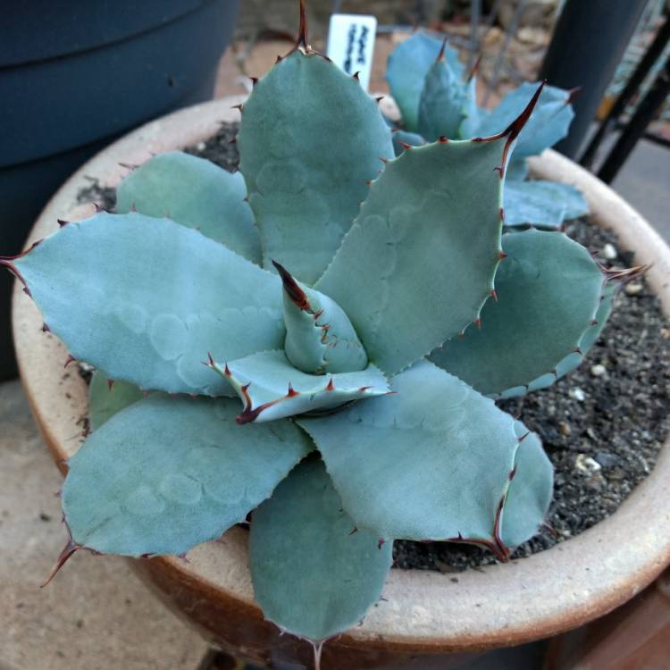 Plant image Agave parryi var. 'Truncata'