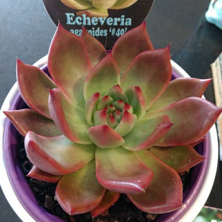 Plant image Echeveria Agavoides Amestro