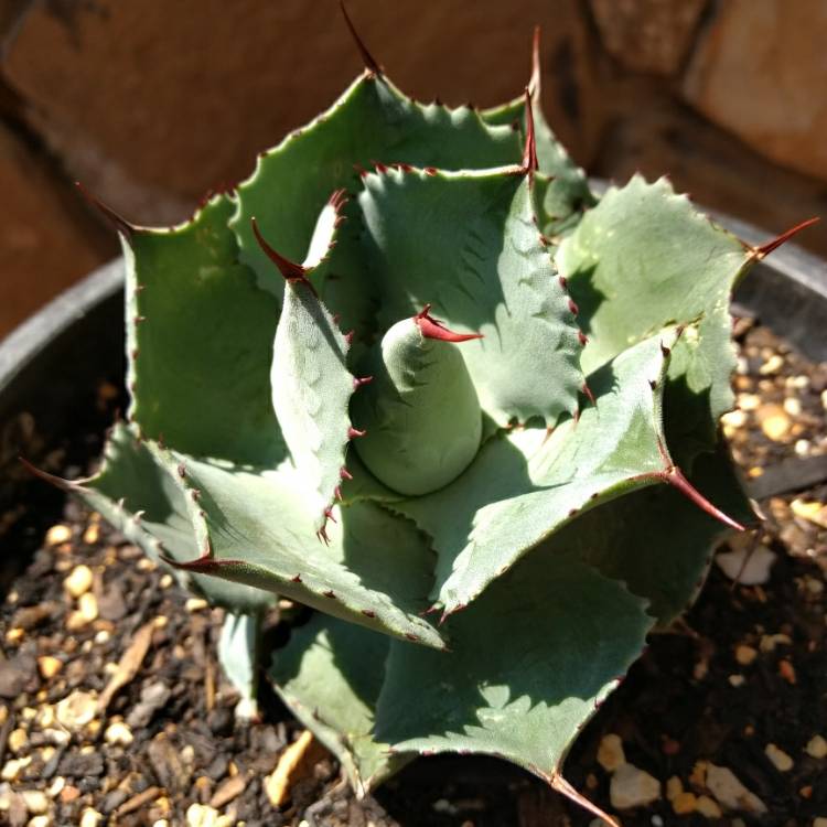 Plant image Agave Confederate Rose