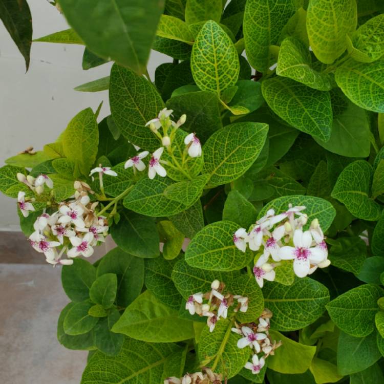 Plant image Pseuderanthemum Atropurpureum