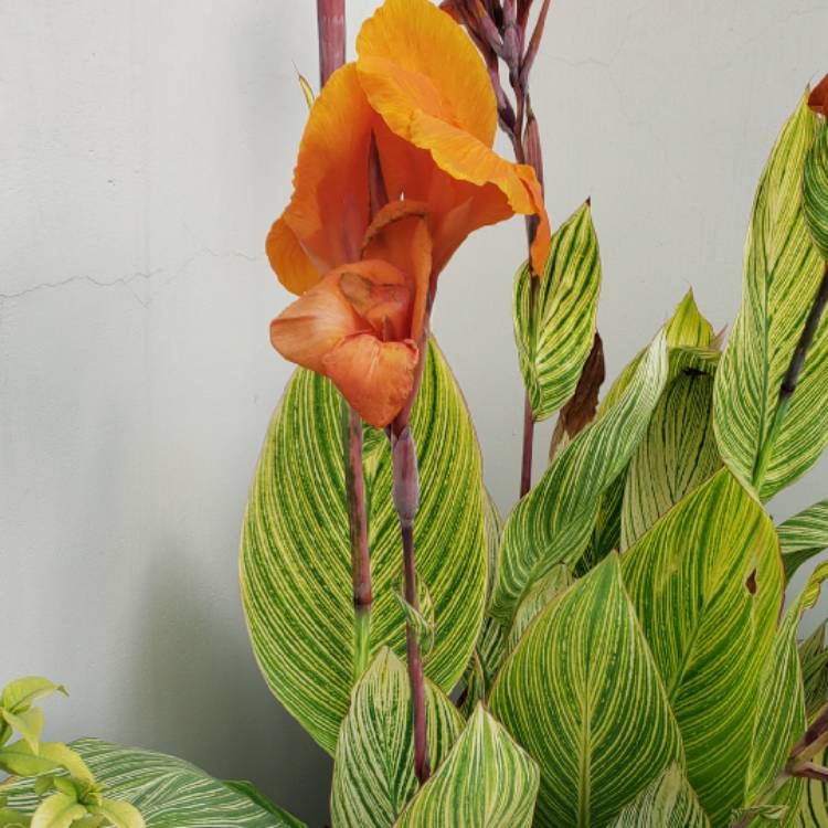 Plant image Canna 'Happy Cleo' (Cannasol Series)