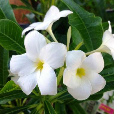 Frangipani Bridal Bouquet