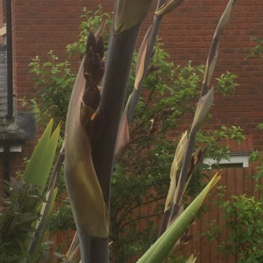 New Zealand flax