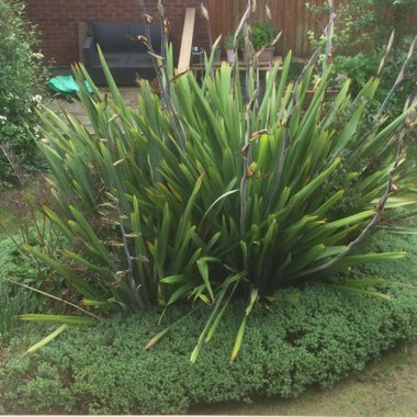 New Zealand flax