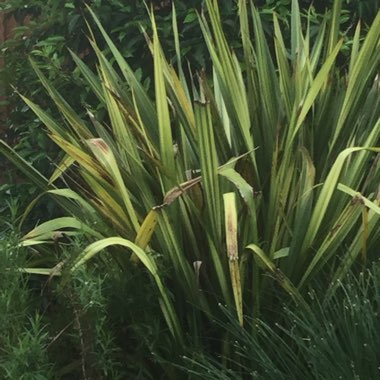 Mountain Flax 'Cream Delight'