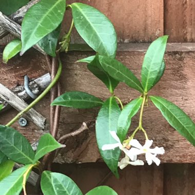 Star Jasmine