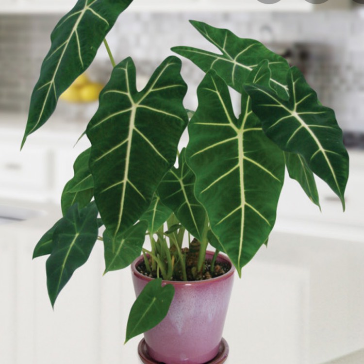 Plant image Alocasia Micholitziana 'Frydek'