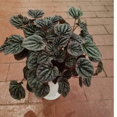 Peperomia caperata 'Silver Ripple'