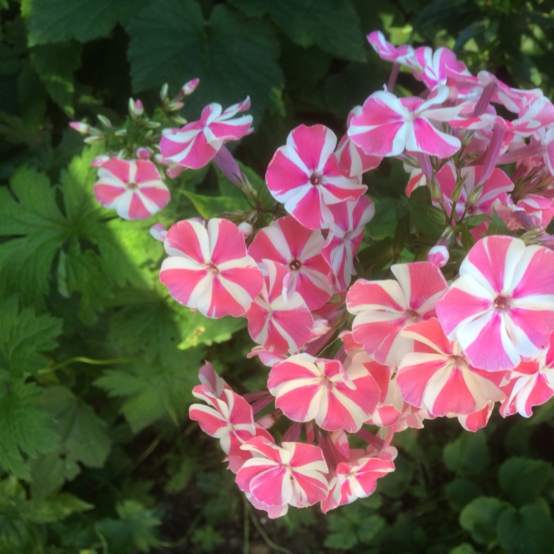 Plant image Phlox drummondii 'Sugar Stars'